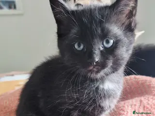 Mixed Breed cats 1 Black Male Kitten still available - Advert 13