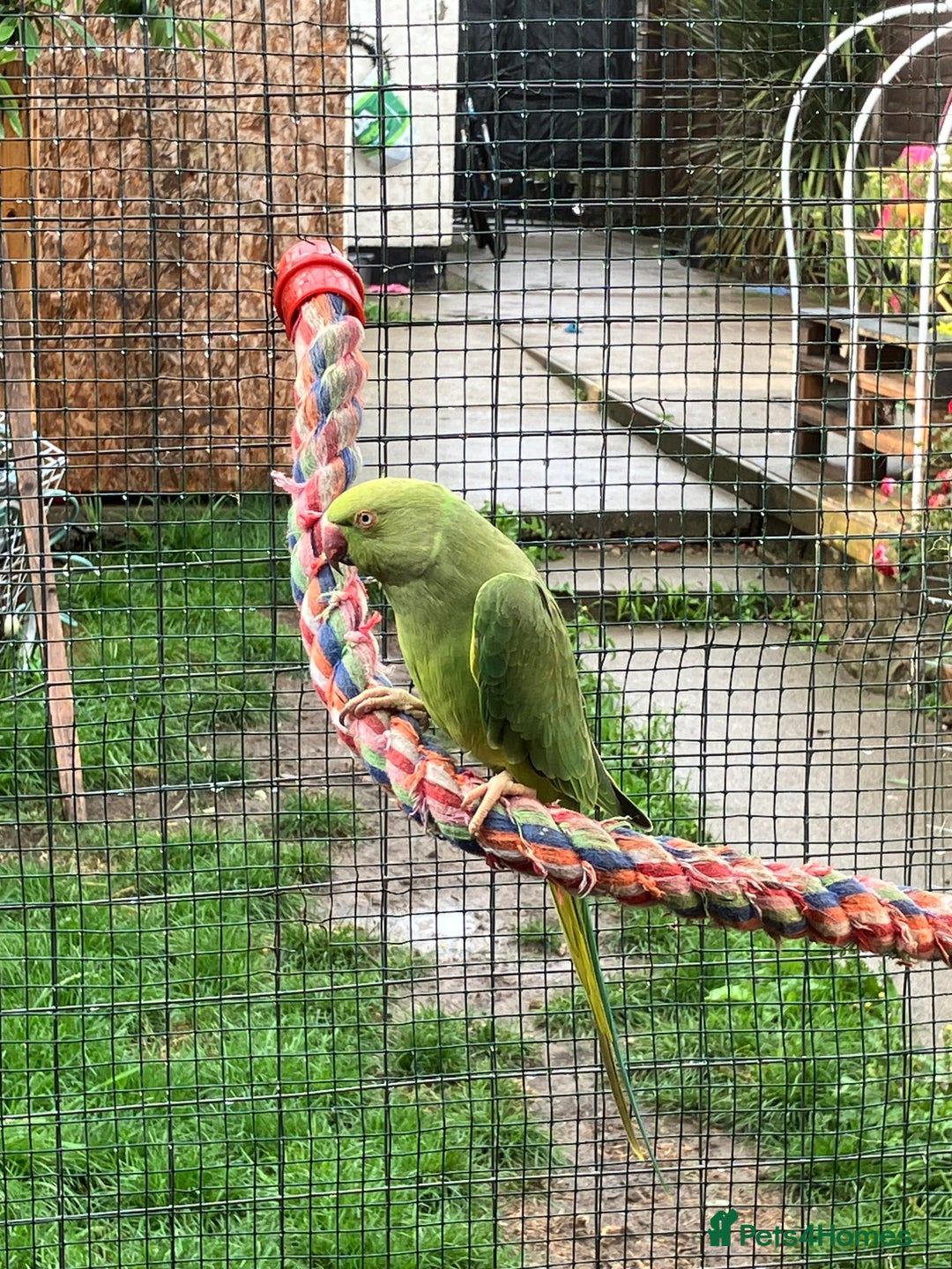 Parakeets birds for sale: Female Ringneck  - Image 3