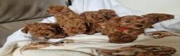 Cavapoo dogs for sale: 7 Beautiful Deep Red Cavapoo Puppies - Advert 16