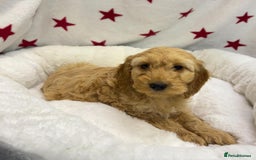 Cockapoo dogs for sale: Cockapoo puppies for sale - Image 15