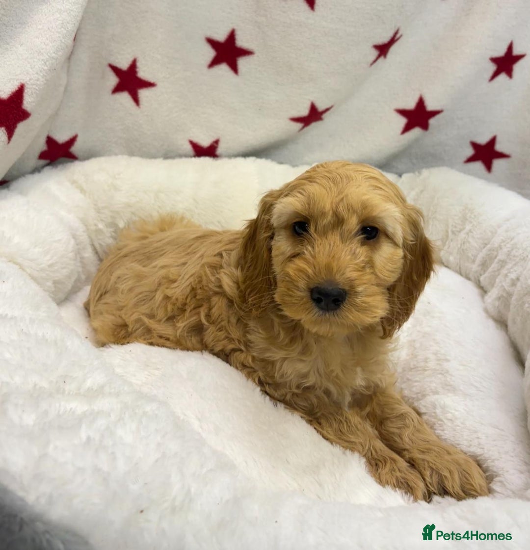 Cockapoo dogs for sale: Cockapoo puppies for sale - Image 15