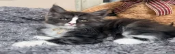 Maine Coon cats for sale: 6 Beautiful pedigree TICA reg Maine Coon kittens - Advert 17