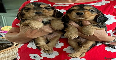 Cocker Spaniel dogs - Advert 4