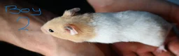 Hamster rodents for sale: Mixed Syrian hamsters ready to go  in Preston - Advert 11