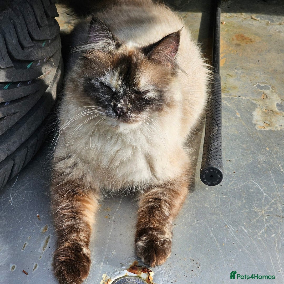 Ragdoll cats for sale: Ragdoll kittens - Image 13
