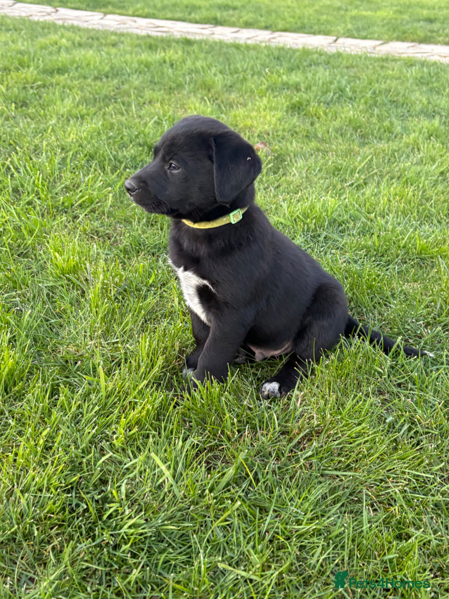 Borador dogs Borodor puppies perfect family dogs  - Advert 2