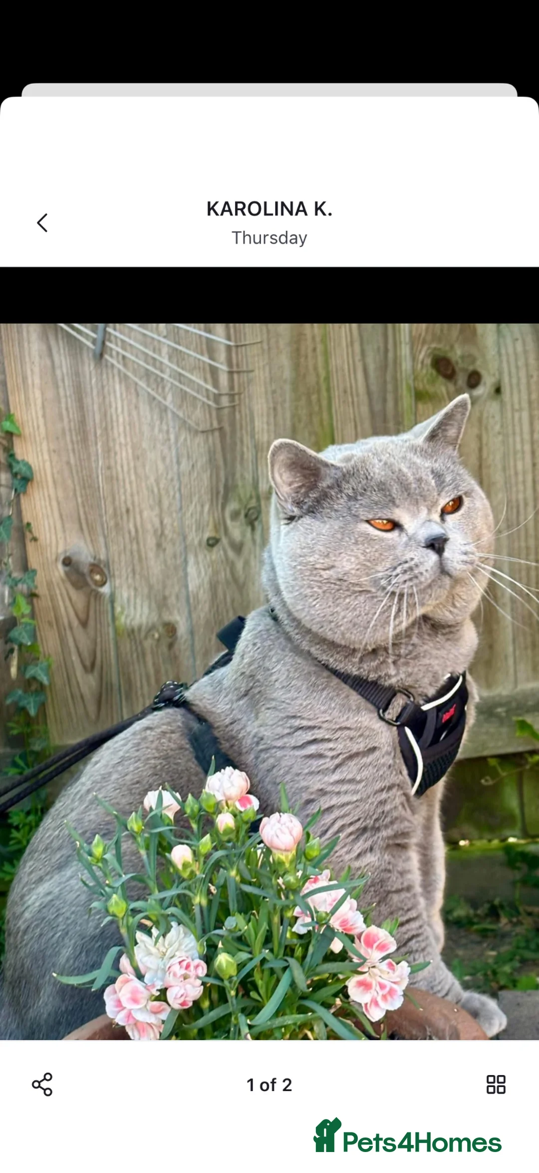 British Shorthair cats for sale: Sadly to be rehome - Advert 7