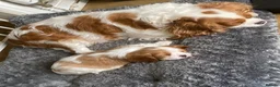 Cavalier King Charles Spaniel dogs for sale: Kc reg Chocolate Carrier’s  - Advert 2