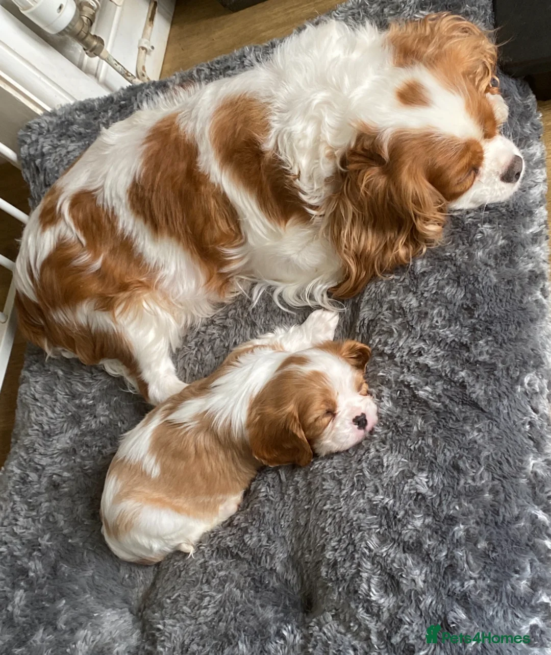 Cavalier King Charles Spaniel dogs for sale: Kc reg Chocolate Carrier’s  - Advert 2