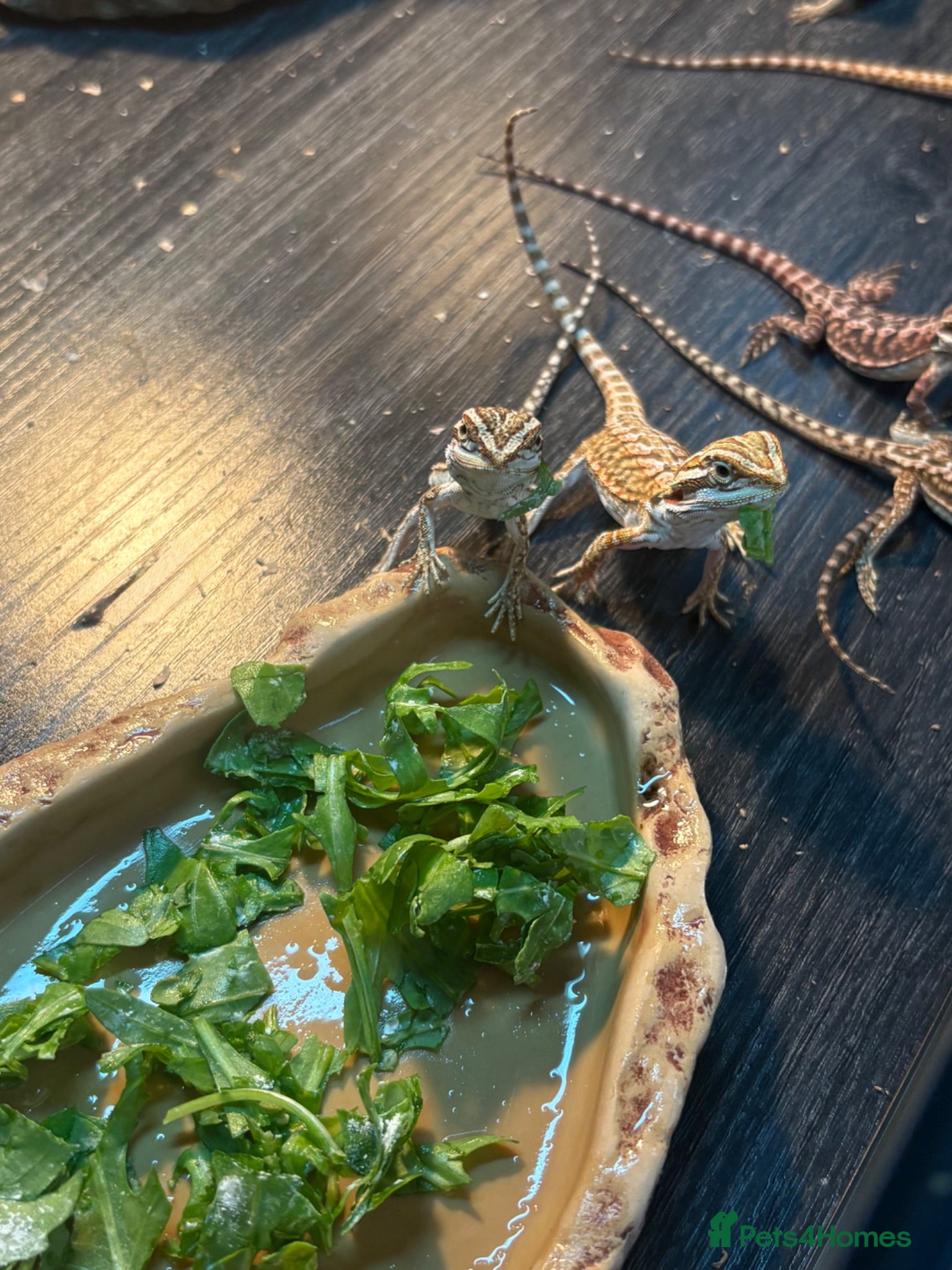 Bearded Dragon reptiles Friendly baby dragons - Advert 2