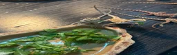 Bearded Dragon reptiles for sale: Friendly baby dragons - Advert 7
