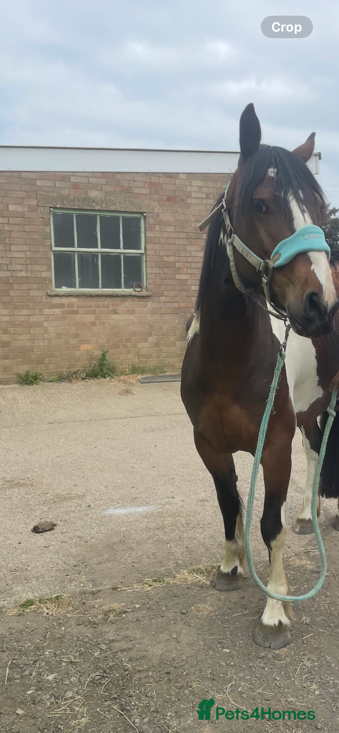 Other Breed horses for sale: Pony for sale - Advert 3