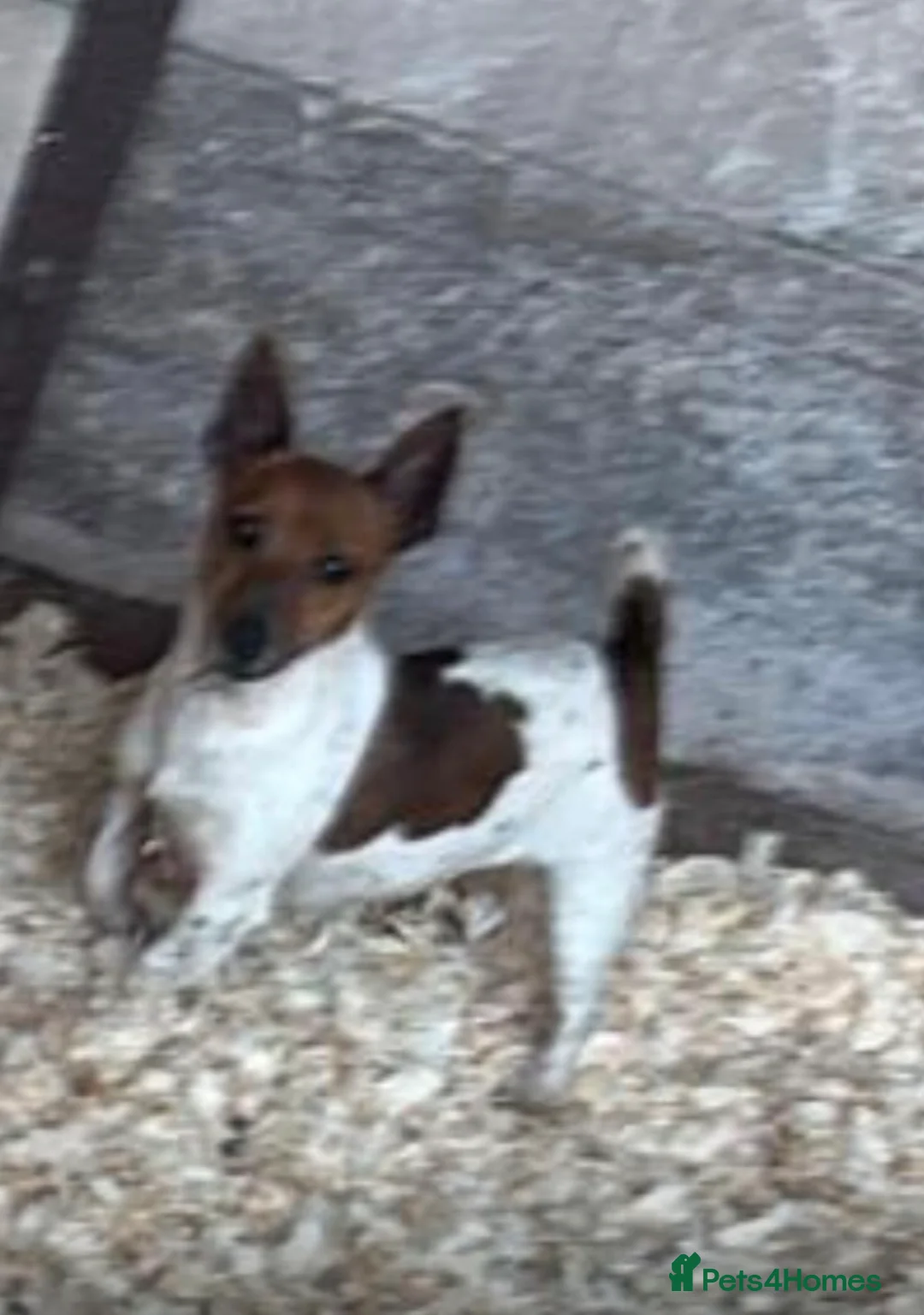 Jack Chi dogs for sale: How far sale is my Three adorable jack chi  in Chester - Advert 2