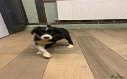 Sprollie dogs for sale: 3/4 border collie 1/4 spaniel puppies - Image 4