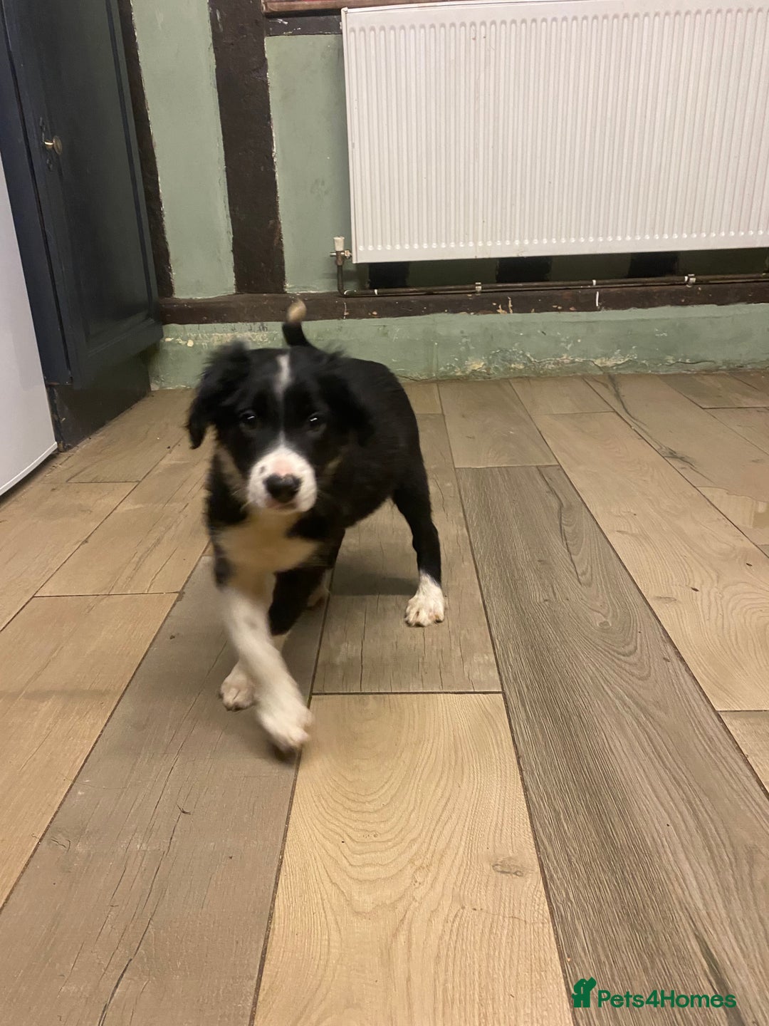Sprollie dogs for sale: 3/4 border collie 1/4 spaniel puppies - Image 4