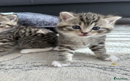 Scottish Fold cats for sale: Scottish straight kittens for sale  - Image 8