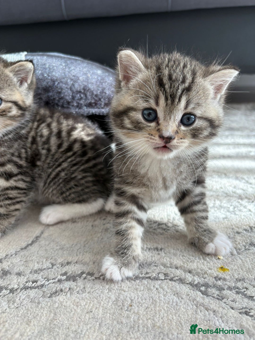 Scottish Fold cats for sale: Scottish straight kittens for sale  - Image 8