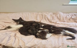 Domestic Shorthair cats for sale: Gorgeous moggy kittens - Image 6