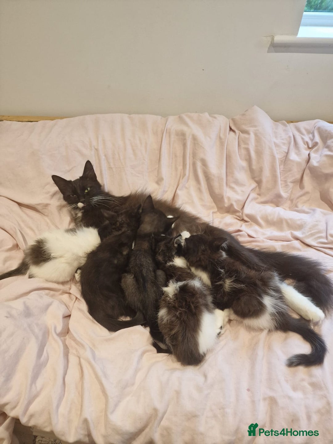 Domestic Shorthair cats for sale: Gorgeous moggy kittens - Image 6