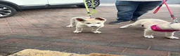 Mixed Breed dogs for sale: Low Content Wolfdog puppies  - Advert 18