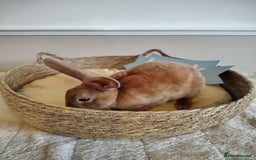 Rex rabbits for sale: Lovely Rex rabbit babies  - Image 5