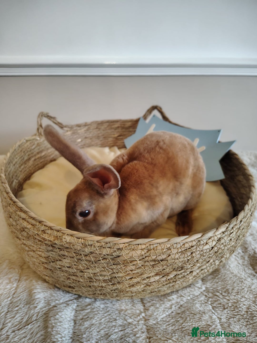 Rex rabbits for sale: Lovely Rex rabbit babies  - Image 5