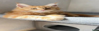 Maine Coon Kitten 4