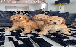 Cavapoo dogs for sale: *BABY CAVAPOO* in Nottingham - Image 1