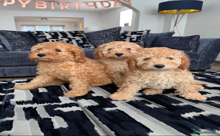 Cavapoo dogs in Nottingham - Advert 9