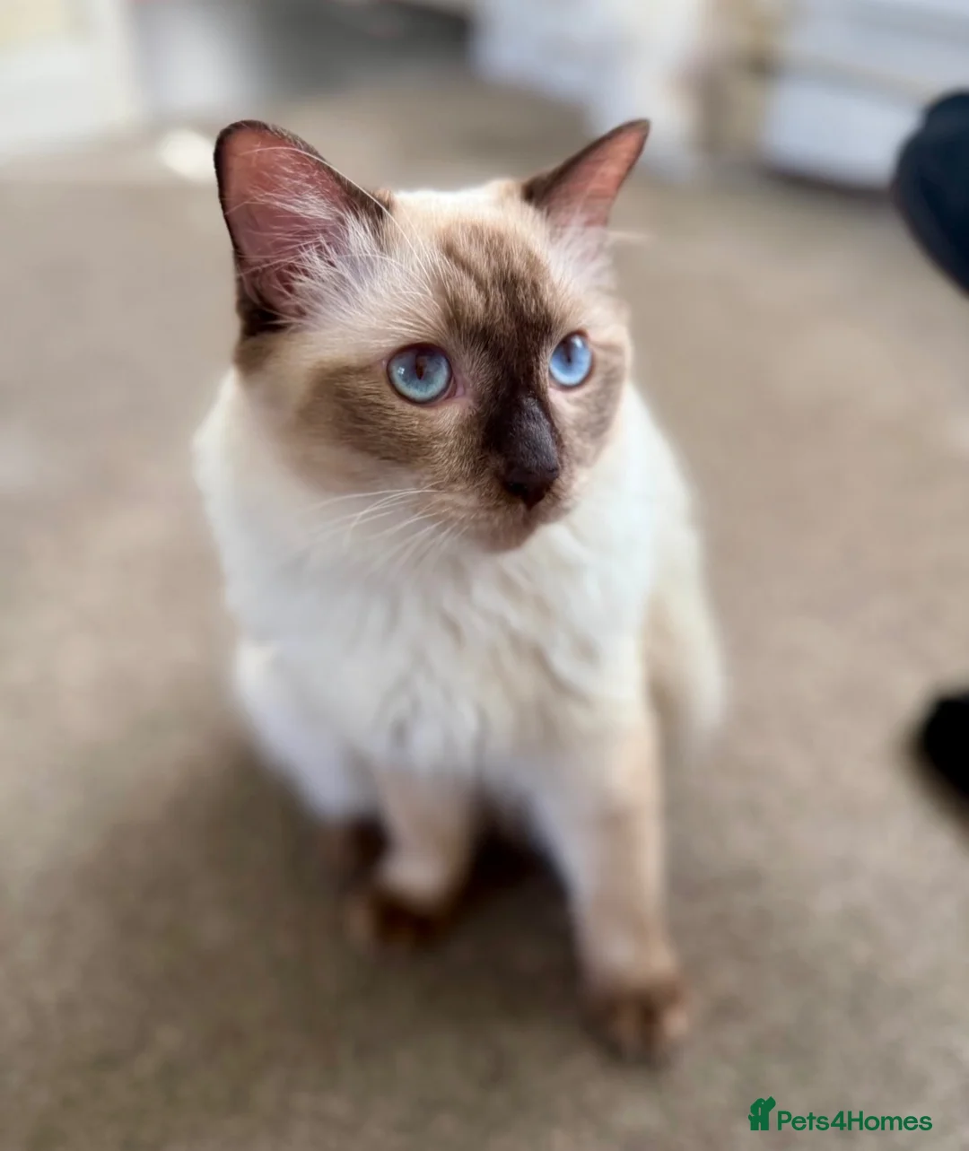 Ragdoll cats for sale: GCCF REGISTERED RAGDOLL BOY - Advert 4
