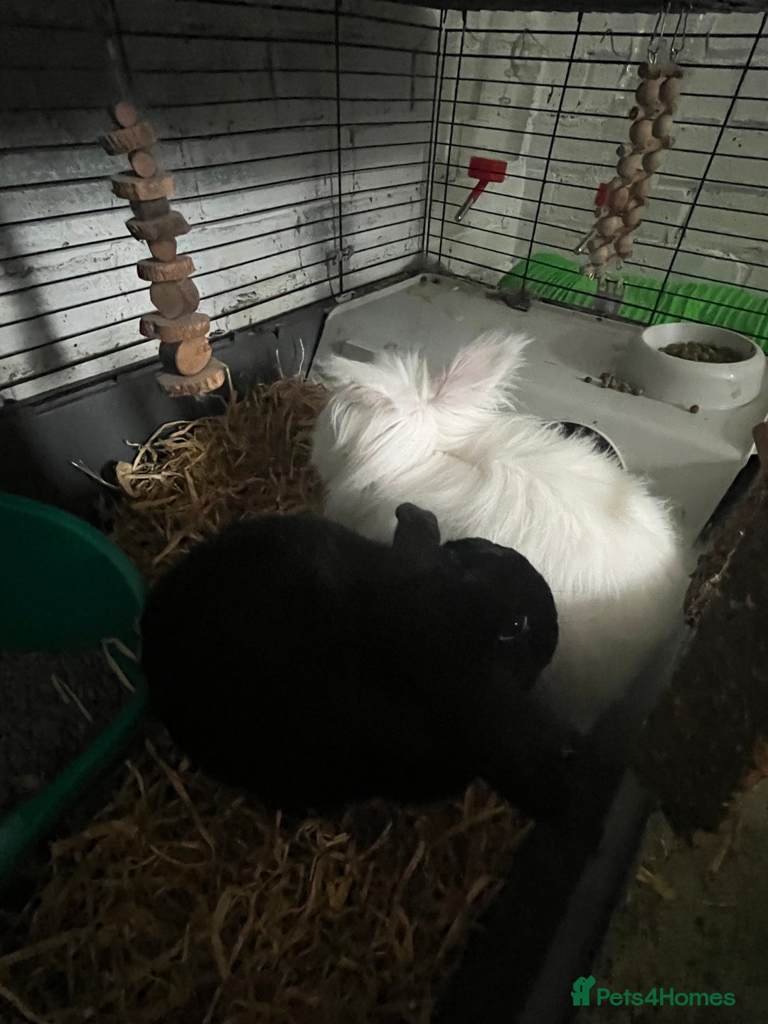 Lionhead rabbits for sale: Pair of rabbits  - Image 2