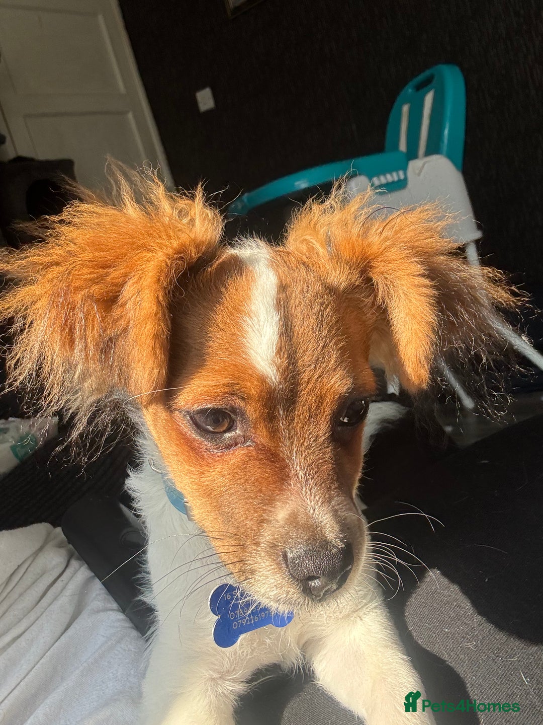 Mixed Breed dogs for sale: Gorgeous chihuahua x Jack russel for sale  - Image 4