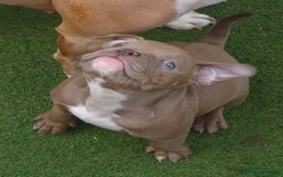 American Bully dogs for sale: Champagne, Chocolate, Merle Micro Pocket Bullys  in Wilmslow - Image 1
