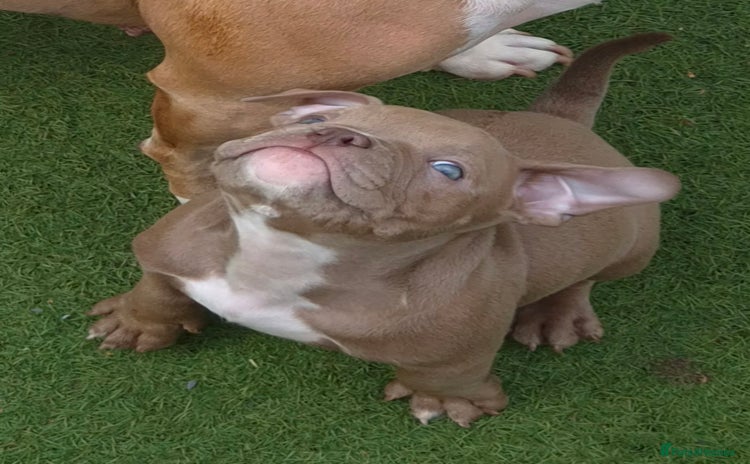 American Bully dogs in Wilmslow - Advert 9
