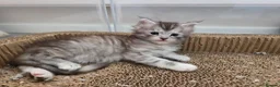Maine Coon cats for sale: Outstanding Quality Tica shaded line kittens - Advert 14