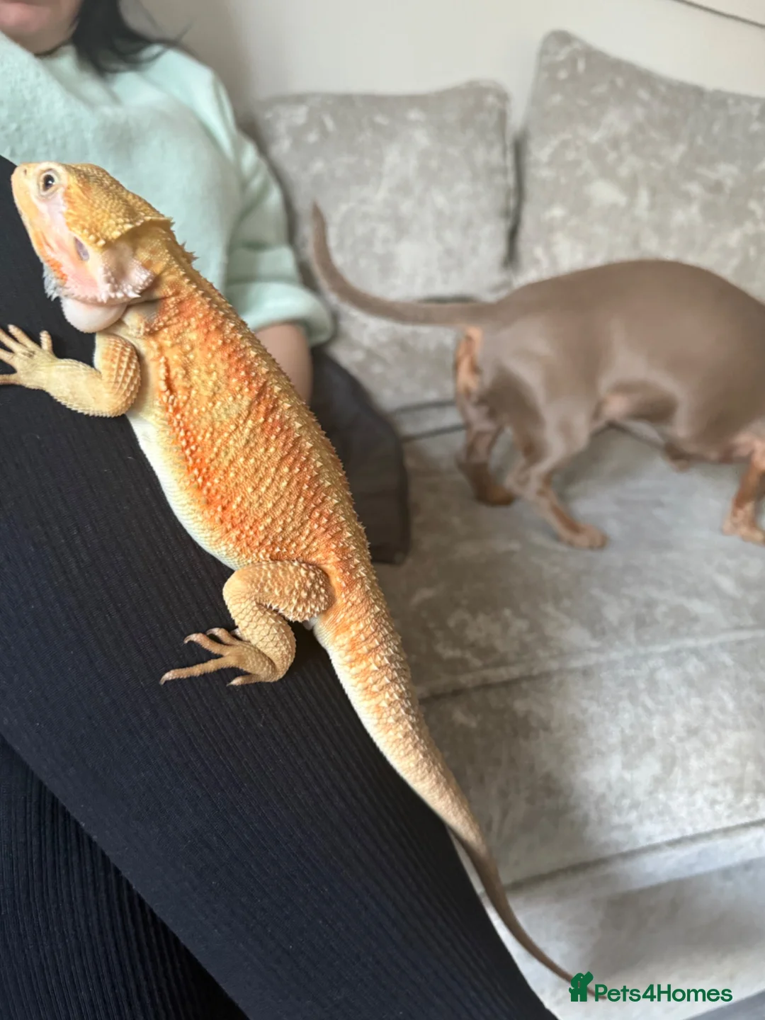 Dragon reptiles for sale: Rankins and bearded dragon!  in Braintree - Advert 2