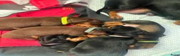 Dachshund dogs for sale: Adorable Dachshund puppies for sale - Advert 5