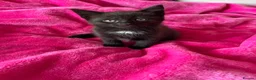 Mixed Breed cats for sale: 6 gorgeous kittens  - Advert 29