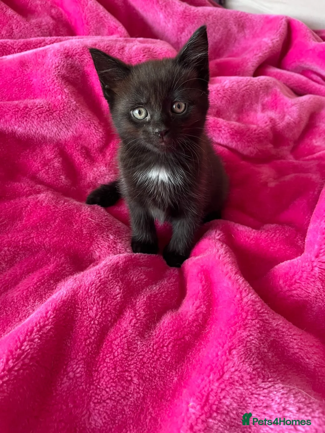 Mixed Breed cats for sale: 6 gorgeous kittens  - Advert 29
