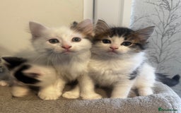 Ragdoll cats for sale: Beautiful Ragdoll Kittens  - Image 5