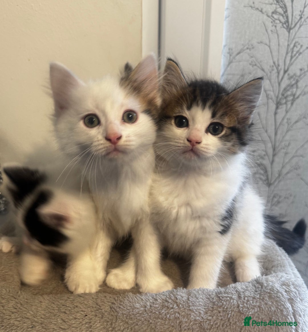 Ragdoll cats for sale: Beautiful Ragdoll Kittens  - Image 5
