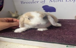 Mini Lop rabbits for sale: Beautiful litter of mixed mini lops  - Image 4