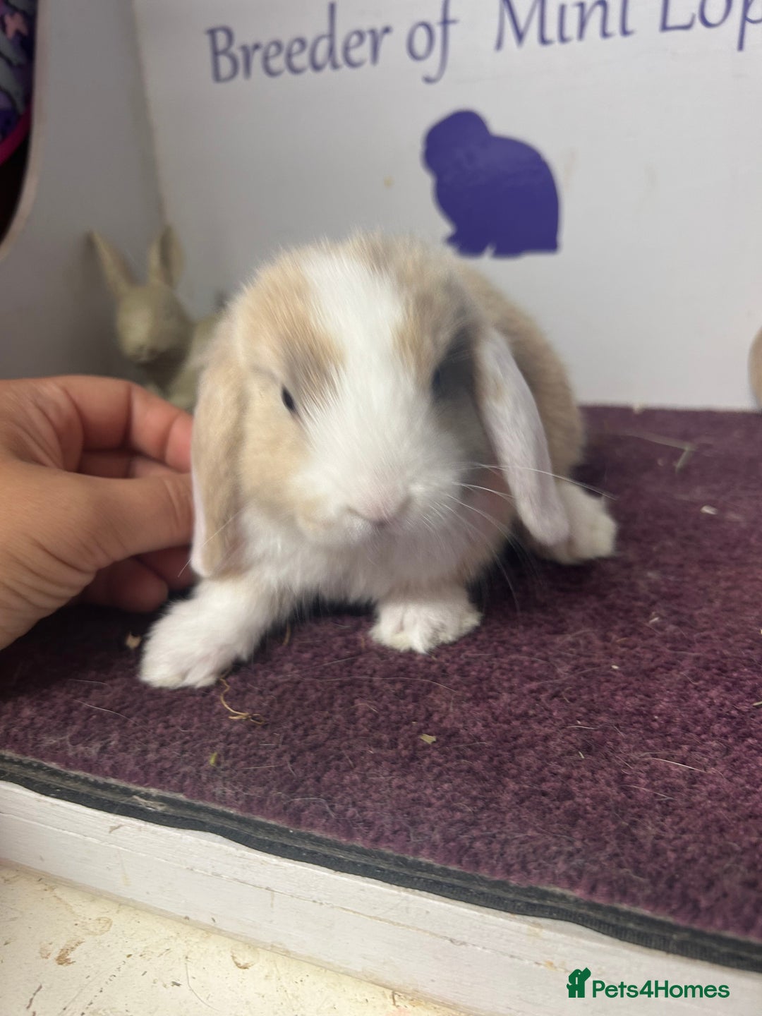 Mini Lop rabbits for sale: Beautiful litter of mixed mini lops  - Image 4