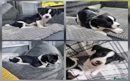 Jack Russell dogs for sale: Jack Russell Pups (ready 24th July) - Image 4