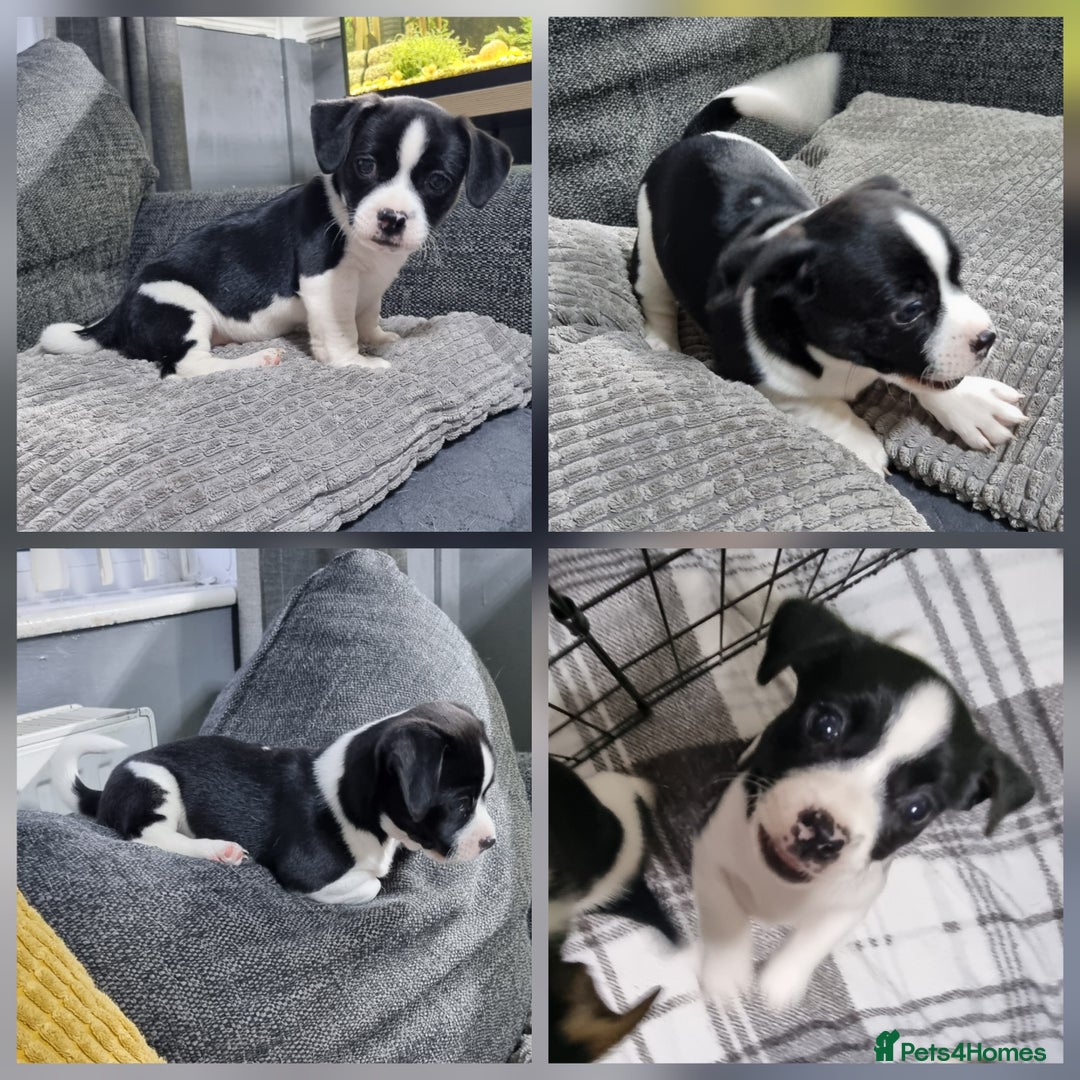 Jack Russell dogs for sale: Jack Russell Pups (ready 24th July) - Image 4