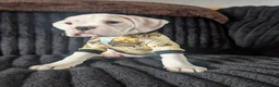 Boxer dogs for sale: Stunning boxer puppies  - Advert 21