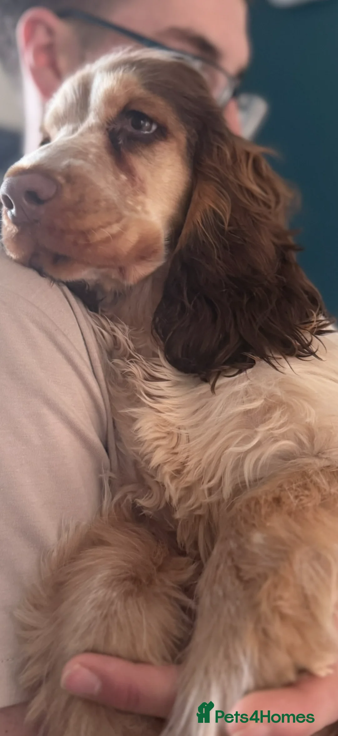 Cocker Spaniel dogs for sale: Beautiful show Kc cocker spaniel girl - Advert 2