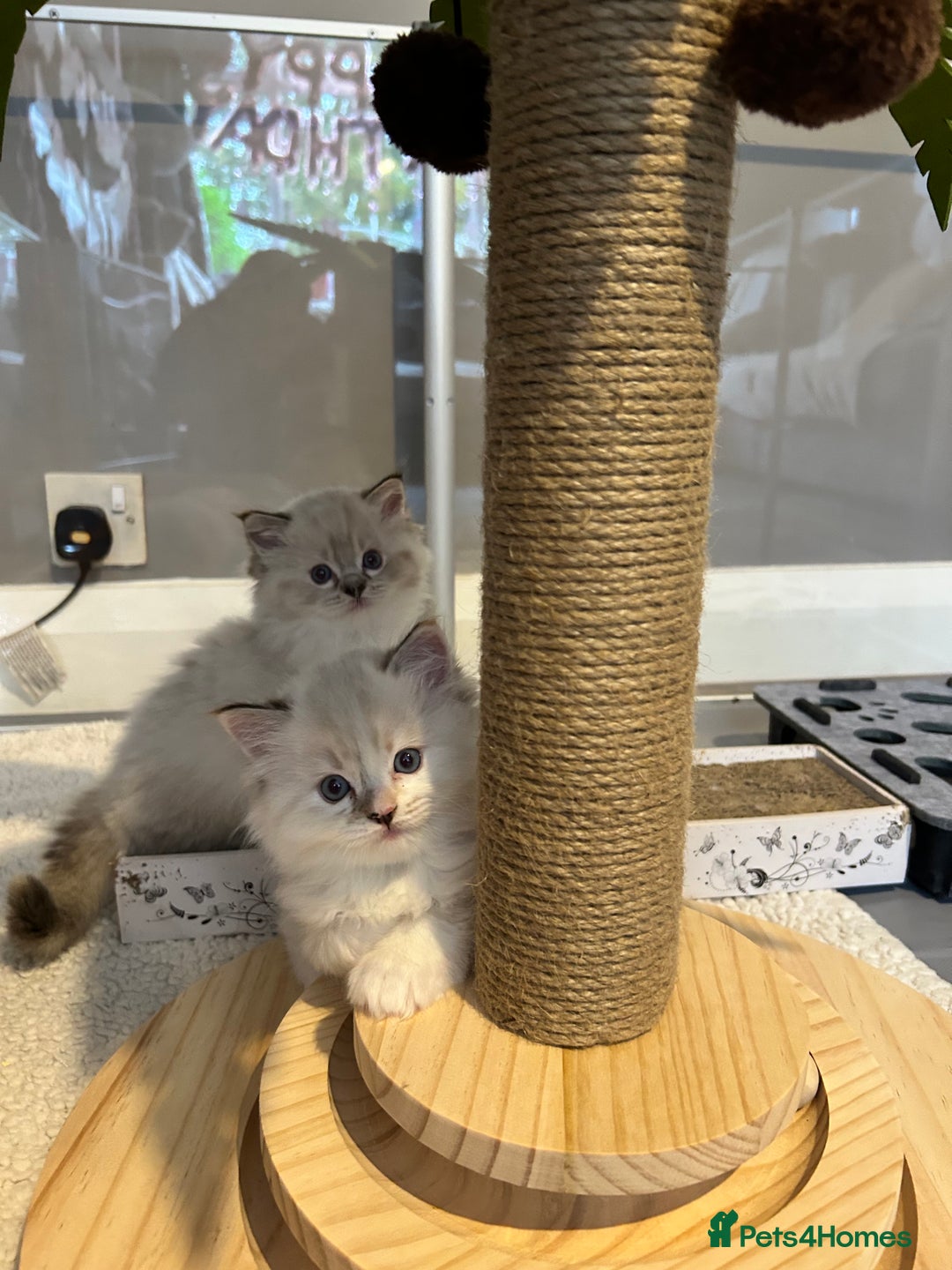 Ragdoll cats for sale: Stunning Ragdoll kitten SHOW/BREEDING -GCCF   - Image 7