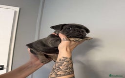 French Bulldog dogs for sale: French bulldog puppies  - Image 5