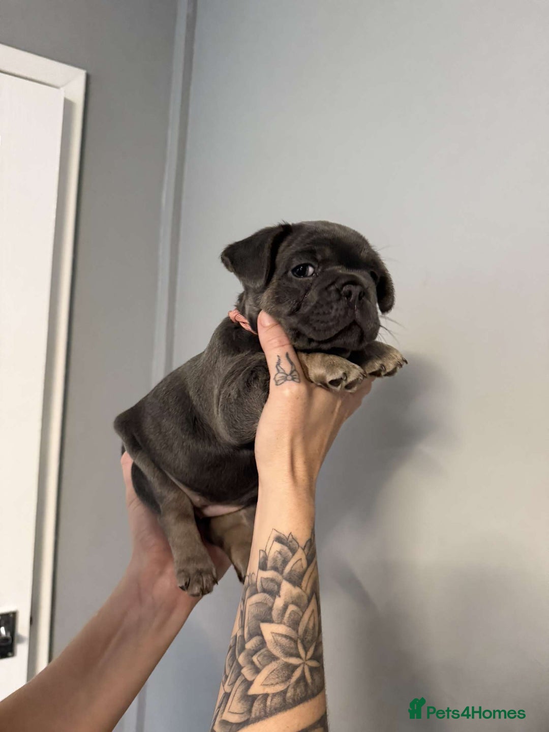 French Bulldog dogs for sale: French bulldog puppies  - Image 5